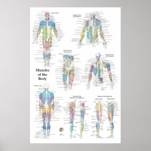 Poster Anatomie musculaire postérieure antérieure