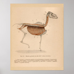 Poster Anatomie musculaire profonde du cheval Français Vi