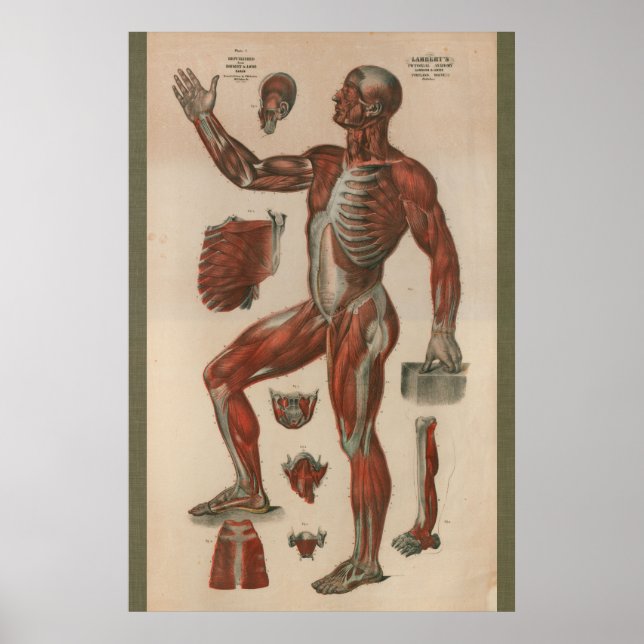 Poster Anatomie musculaire Vintage de 1851 (Devant)