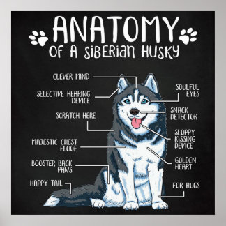 Poster Anatomie Sibérie Husky