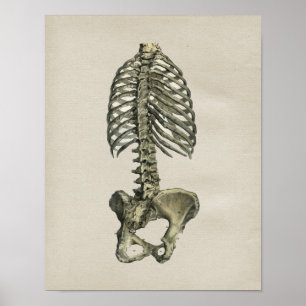 Poster Anatomie squelettique humaine Imprimer Vintage