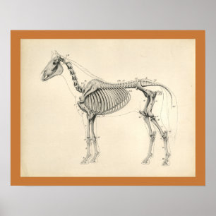 Poster Anatomie squelettique vétérinaire du cheval vintag
