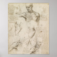 Anatomie superficielle de l'épaule de Da Vinci