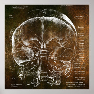Poster Anatomie Vintage