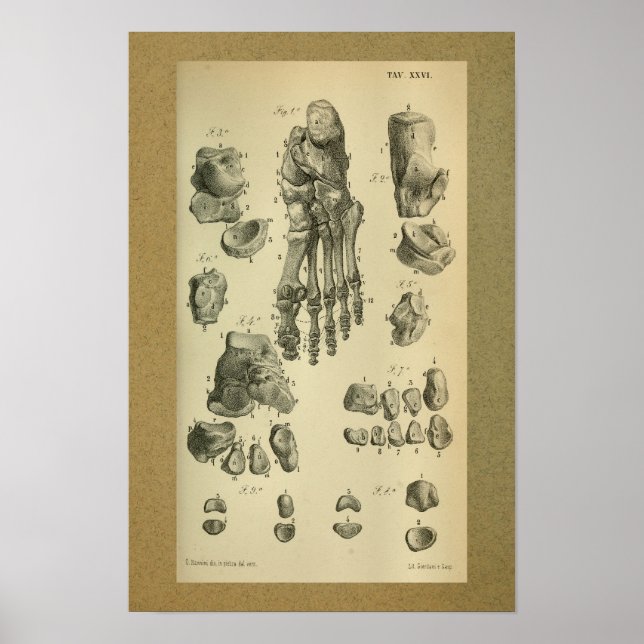 Poster Anatomie Vintage 1850 (Devant)