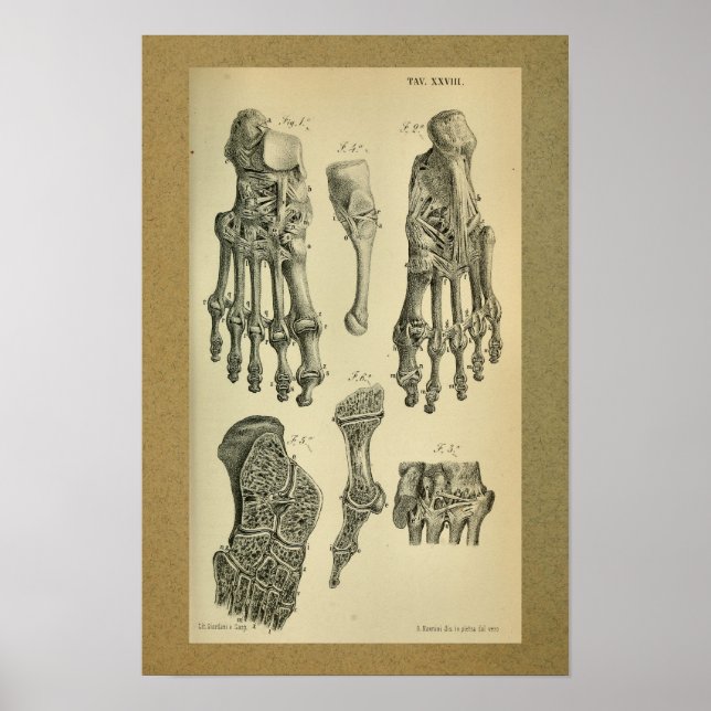 Poster Anatomie Vintage 1850 (Devant)
