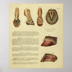 Poster Anatomie vintage 1900 Horse Foot Hoof Imprimer