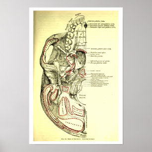 Poster Anatomie vintage Base du crâne externe