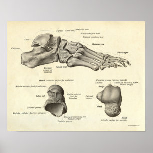 Poster Anatomie vintage Bones d'impression de pied