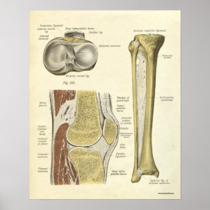 Poster Anatomie vintage Bones d'impression genou