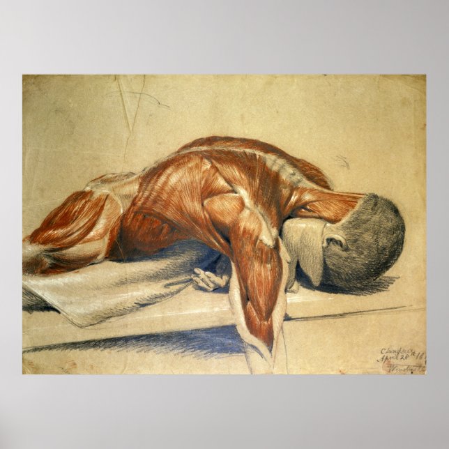 Poster Anatomie vintage Charles Landseer (Devant)