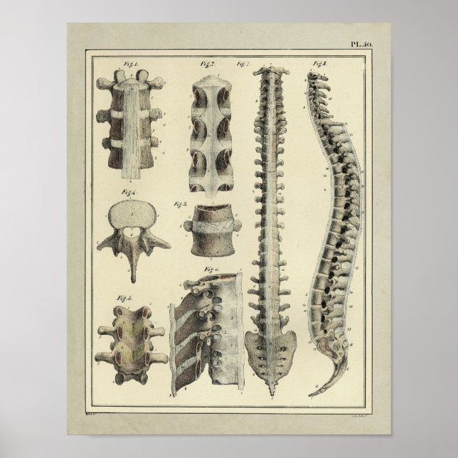 Poster Anatomie vintage de colonne vertébrale 1831 Imprim (Devant)