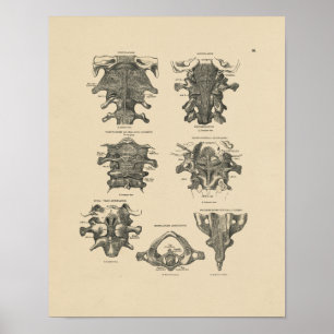 Poster Anatomie vintage de la colonne cervicale 1880 Impr