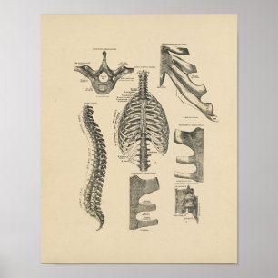 Poster Anatomie vintage de la colonne vertébrale 1880 Imp