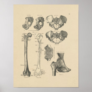 Poster Anatomie vintage des os hanche 1880 Imprimer