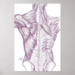 Poster Anatomie vintage Dessin Muscles De Retour Violet