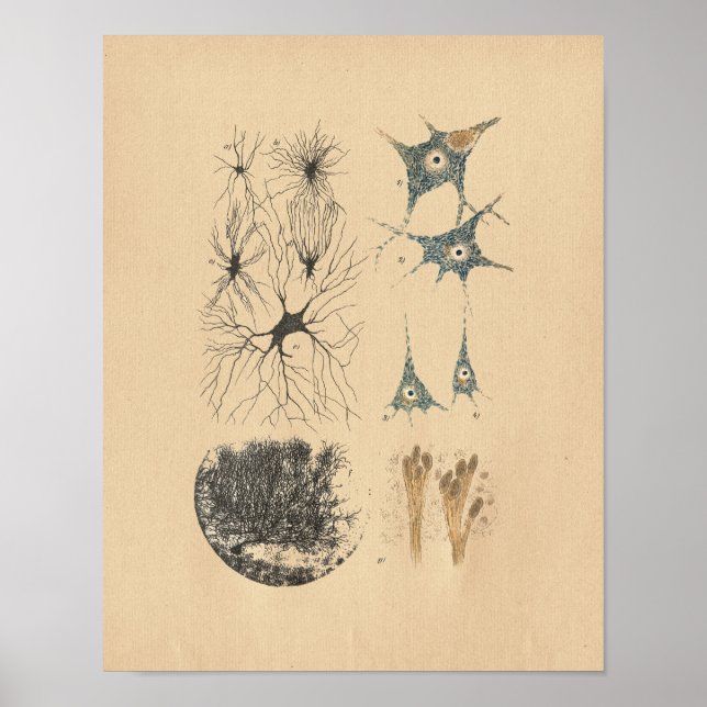 Poster Anatomie Vintage du cerveau humain (Devant)