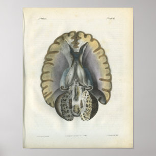 Poster Anatomie Vintage du cerveau humain Imprimer