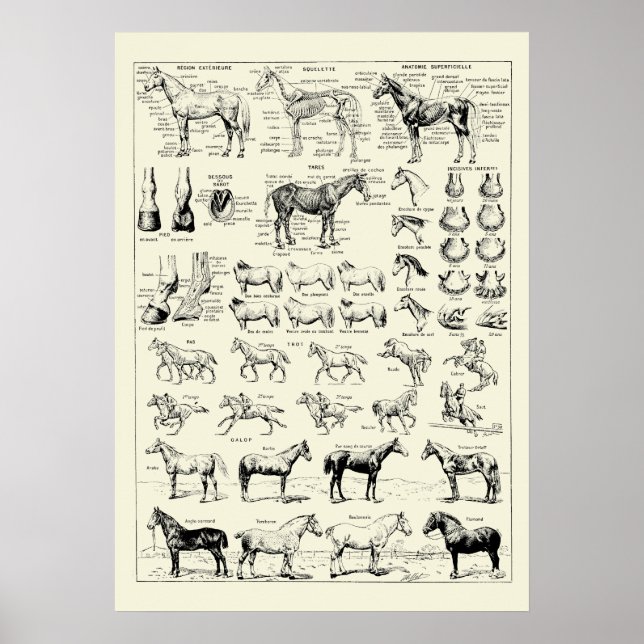 Poster Anatomie vintage du cheval (Devant)