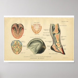 Poster Anatomie vintage du cheval Imprimer Pied
