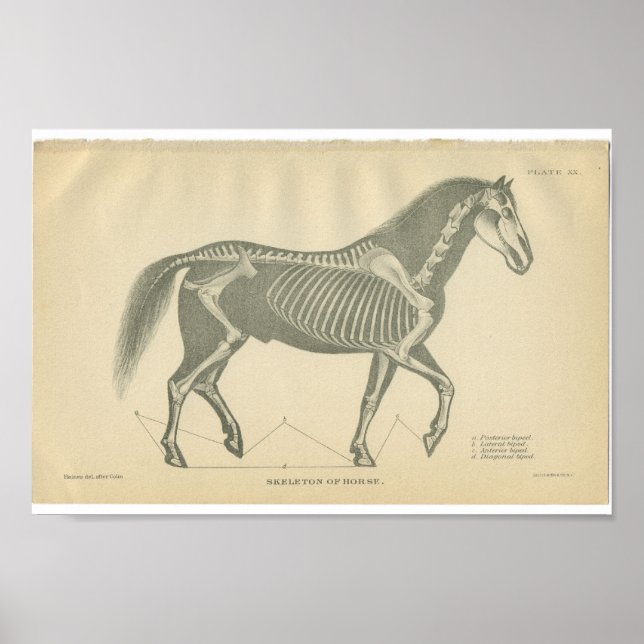 Poster Anatomie vintage du cheval Imprimer Squelette (Devant)