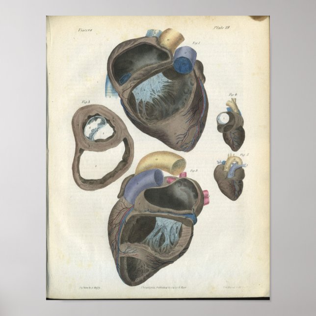 Poster Anatomie Vintage du coeur (Devant)