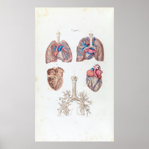 Poster Anatomie vintage du coeur et des poumons humains