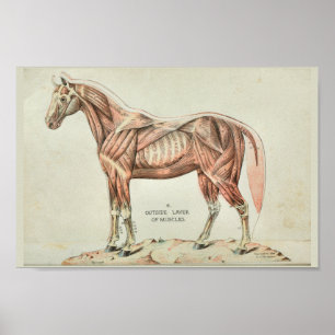 Poster Anatomie Vintage du muscle de cheval Imprimer