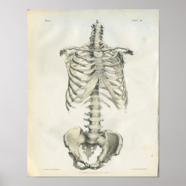 Poster Anatomie vintage du squelette axe (Devant)