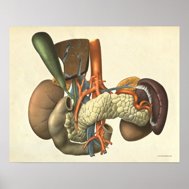 Poster Anatomie vintage du système d'organes humains Impr (Devant)