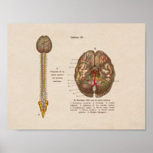 Poster Anatomie Vintage espagnole Imprimer la colonne cér