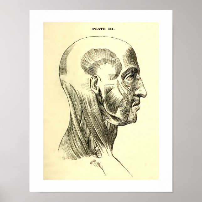 Poster Anatomie vintage | Muscles de la Tête (vers 1852) (Devant)