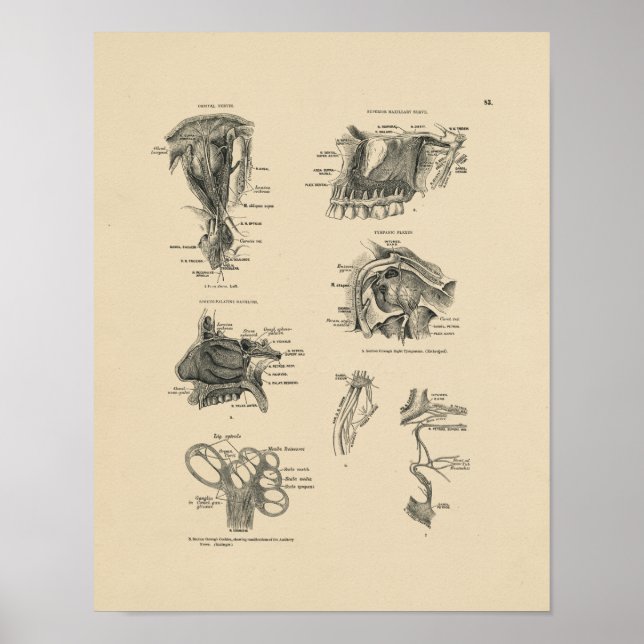Poster Anatomie vintage Nerve 1880 Imprimer (Devant)