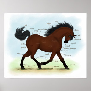 Poster anatomique du cheval de la baie ou de l'éq