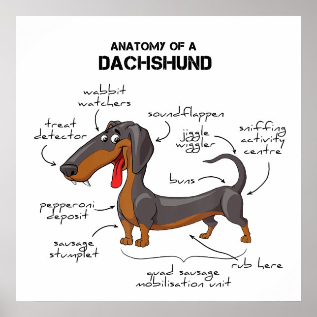 Poster Anatomy Of A Dachshund - Funny Dog (Devant)