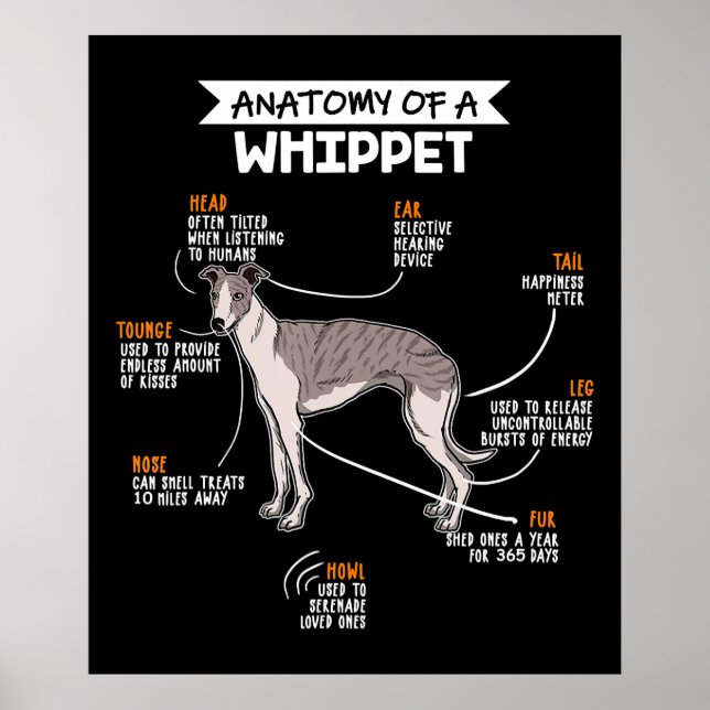 Poster anatomy of a whippet dog funny dog log (Devant)