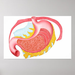 Poster Anatomy Of The Human Stomach