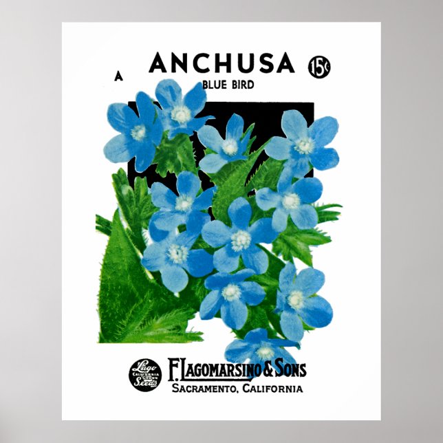 Poster Anchusa (Devant)