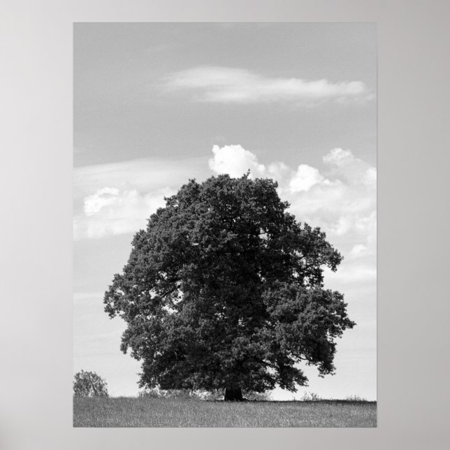 Poster Ancien arbre (Devant)