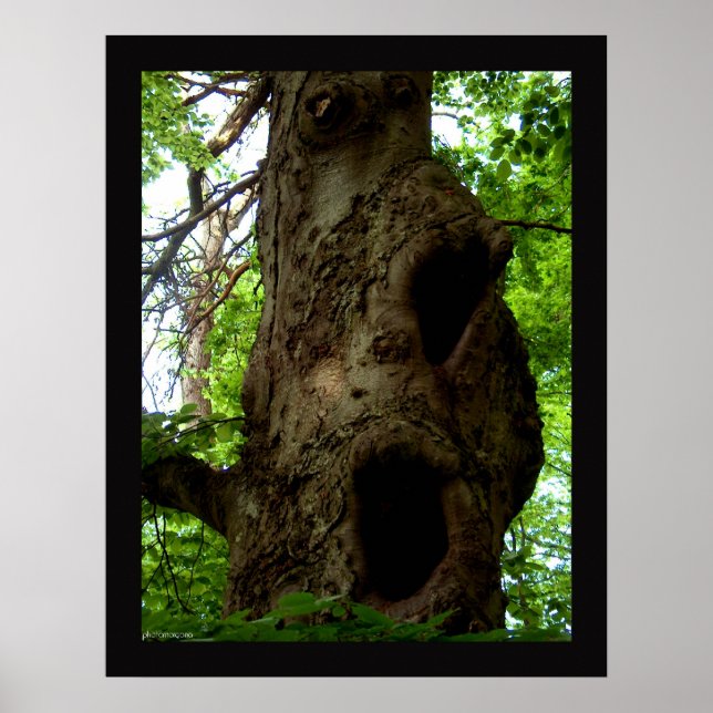 Poster Ancien arbre (Devant)
