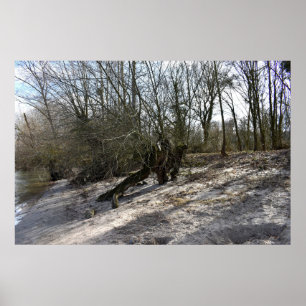 Poster Ancien arbre sur la rive par Nierstein en Allemagn