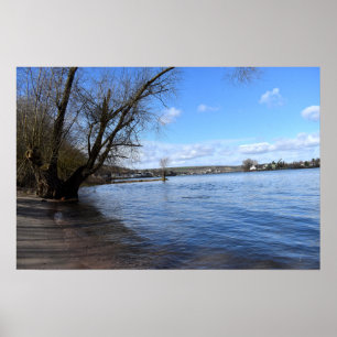 Poster Ancien arbre sur la rive par Nierstein en Allemagn