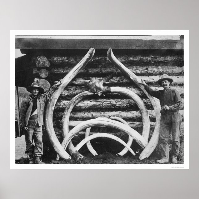 Poster Ancien Mastodon Bones Alaska 1908 (Devant)
