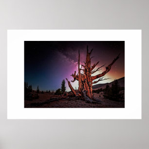 Poster Ancien pin et Voie Lactée