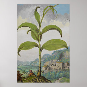 Poster Ancient Botanical Art Solomons Seal