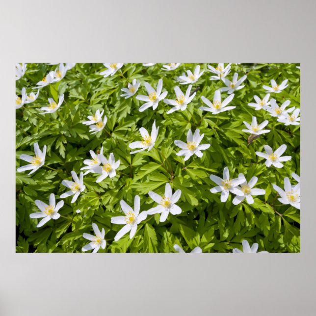Poster Anémone des bois (Devant)