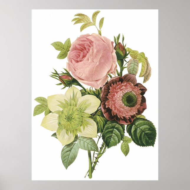 Poster Anémone, Rose, Clematis (Devant)