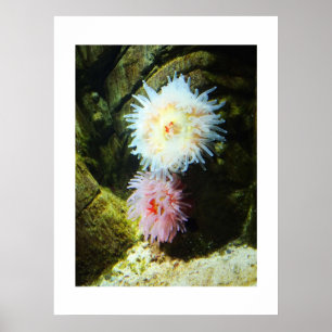 Poster Anémones de mer