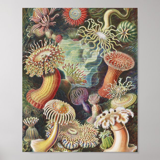 Poster Anémones de mer, Actiniae Seeanemonen Ernst Haecke (Devant)