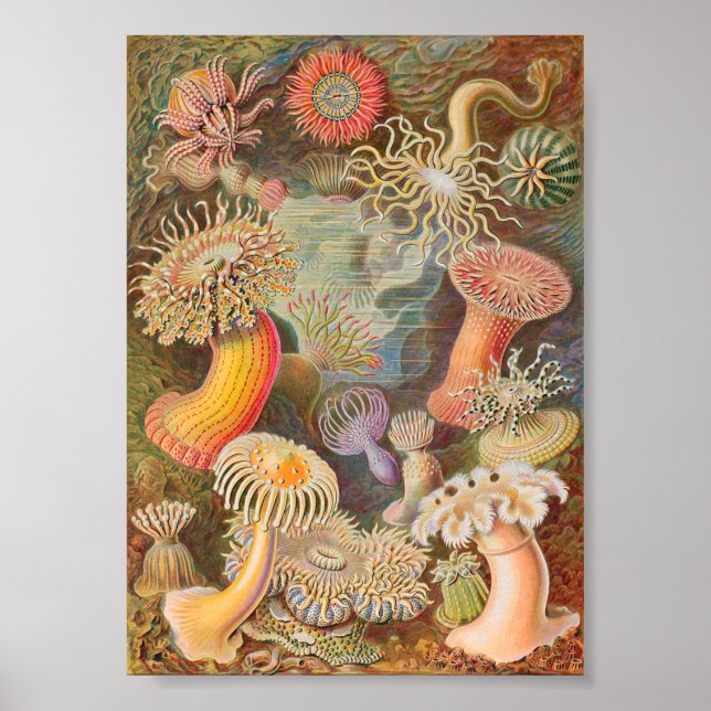 Poster Anémones de mer d'Actiniae (Ernst Haeckel) (Devant)